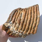 Wolharige mammoet - Fossiele tand - Mammuthus primigenius -, Verzamelen, Mineralen en Fossielen