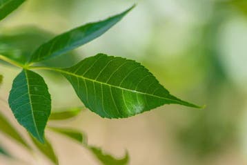 Fraxinus angustifolia Raywood meerstammig