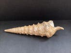 Grote gastropode, gefossiliseerde schelp Campanile Lachesis,, Verzamelen