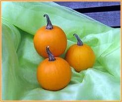 Ball Orange kalebas 50 zaden, Ophalen of Verzenden, Nieuw