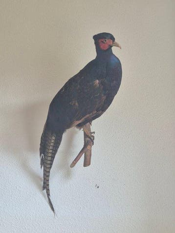 Schaduwfazant Taxidermie wandmontage - Phasianus colchicus, Nieuw