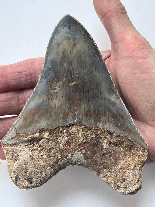 Groot Megalodon-tand, 13,5 cm - Fossiele tand - Carcharocles, Verzamelen, Mineralen en Fossielen