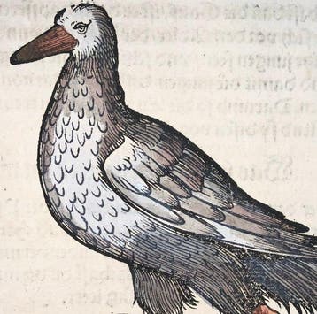 Conrad Gesner - First German Issue - Scottish Goose, bird -