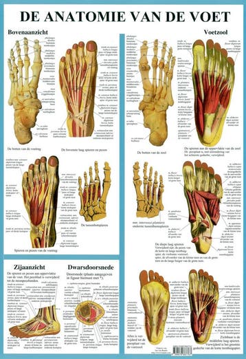 Anatomie poster voetskelet en voetspieren (Nederlands, g..., Nieuw