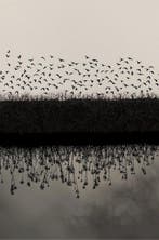 Jorge Omeñaca - Birds & Reflects