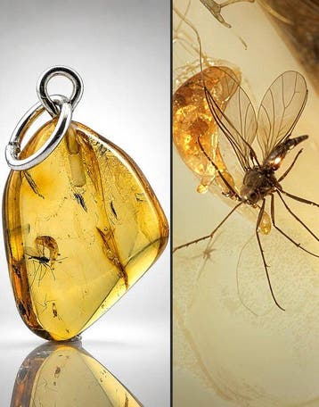 Zeldzame Baltische Amberhanger – Uitstekend bewaarde mug met
