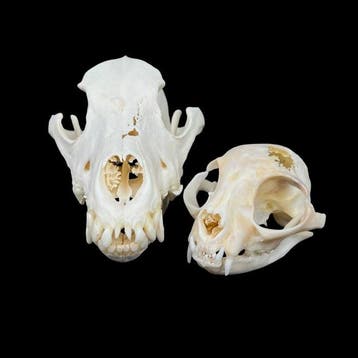Kat, Hond Schedel van een zoogdier - Felis Catus, Canis, Nieuw