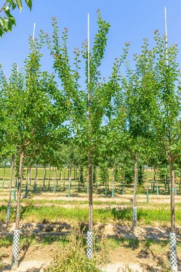 Prunus domestica Reine Claude Verte hoogstam 12/14