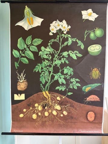 Kartoffel - Jung Koch Quentell, Aardappel 1969 - Schoolkaart