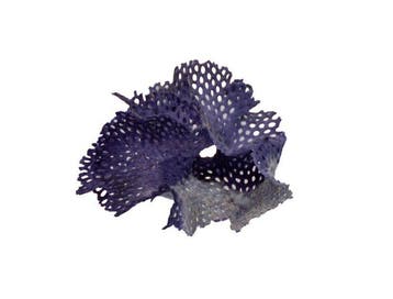 Maritiem kunstwerk van de natuur: filigrane Bryozoa-kolonie