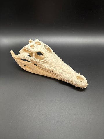 Nijlkrokodil Schedel - Crocodylus niloticus - 8 cm - 12 cm -