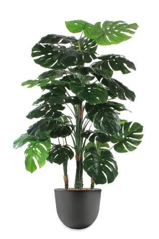 Monstera kunstplant, H145cm, Huis en Inrichting, Ophalen of Verzenden, Overige soorten, 100 tot 150 cm