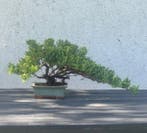Jeneverbes bonsai (Juniperus) - Hoogte (boom): 20 cm -