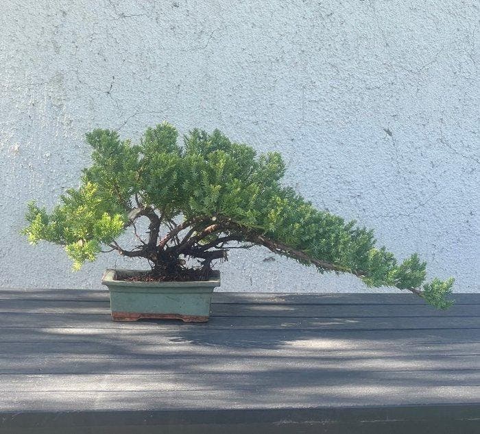 Jeneverbes bonsai (Juniperus) - Hoogte (boom): 20 cm -, Antiek en Kunst, Curiosa en Brocante