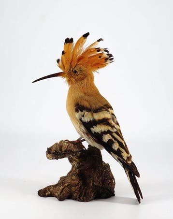 Upupa Taxidermie volledige montage - Upupa epops (with proof, Nieuw