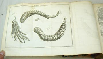 Martinus Houttuyn, Carl von Linné - Natuurlyke historie of