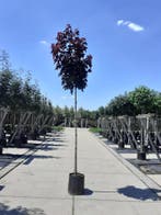 Bolbomen, Catalpa, esdoorn, sierkers, acacia etc. etc., In pot, Halfschaduw, Lente, 250 tot 400 cm