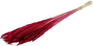 Fluffy Pampas Cerise 70gr 75-80cm, Ophalen of Verzenden, Nieuw