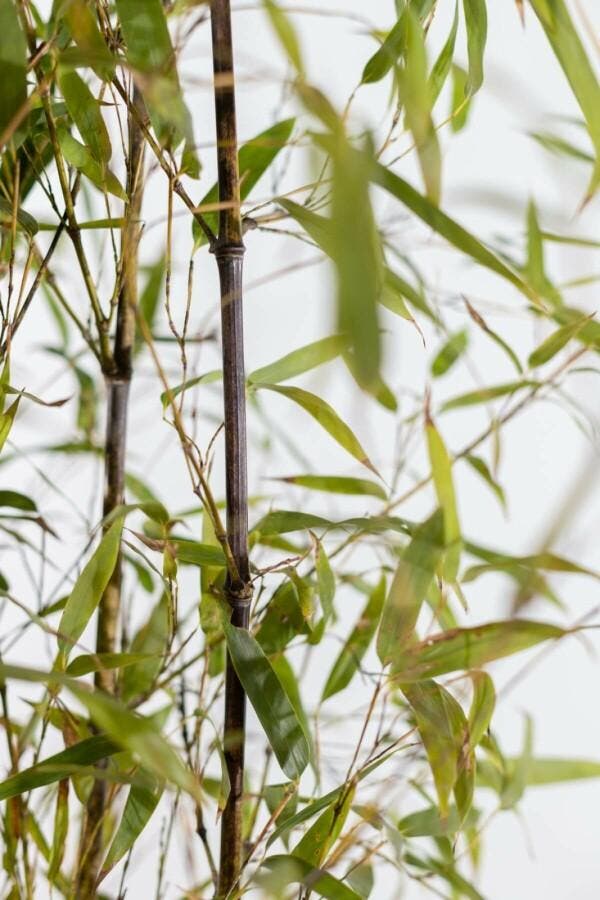 Zwarte Bamboe Phyllostachys Nigra Haag 125-150 Pot, Tuin en Terras, Planten | Struiken en Hagen