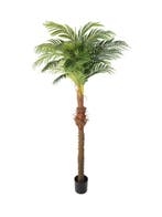 Huur: Kunstpalm Hawaii 220cm, Ophalen of Verzenden