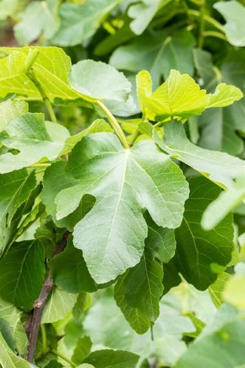 Ficus carica meerstammig 250-300