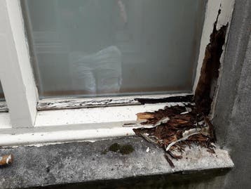 Houtrot probleem ? Back to Life schilders Purmerend, Kleuradvies, Binnenschilderwerk