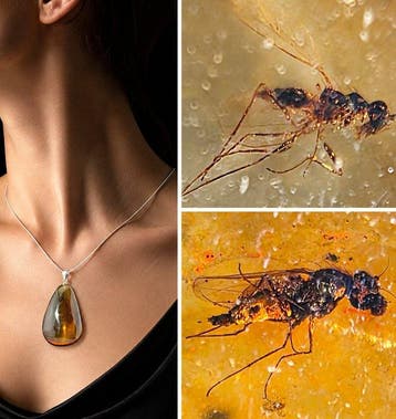 Grote druppel Baltische amber ketting – Drie-insect fossiel