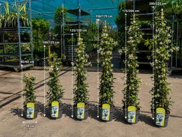 Toscaanse sterjasmijn de nieuwe betaalbare haag 20/225 cm, Vaste plant, Klimplanten