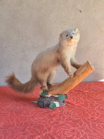 steenmarter met zwarte poten Taxidermie wandmontage - Martes, Nieuw