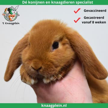 Gecastreerde en Gesteriliseerde konijnen - Vanaf 8 weken oud, Dieren en Toebehoren, Konijnen, Meerdere dieren, Dwerg, Hangoor