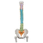 Anatomie model wervelkolom didactisch, 82 cm, Nieuw