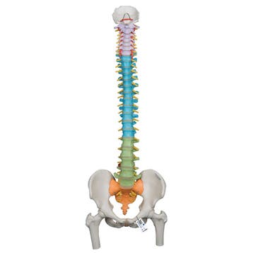 Anatomie model wervelkolom didactisch, 82 cm, Nieuw