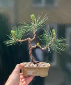 Den bonsai (Pinus) - Hoogte (boom): 22 cm - Diepte (boom):