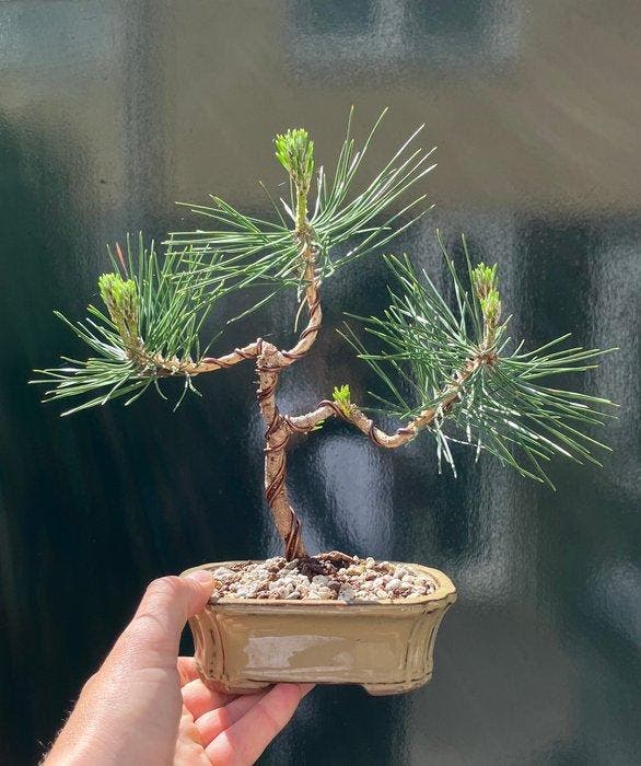 Den bonsai (Pinus) - Hoogte (boom): 22 cm - Diepte (boom):, Antiek en Kunst, Curiosa en Brocante