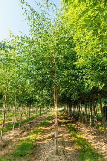 Betula papyrifera hoogstam