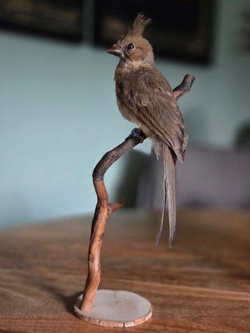 Speckled mousebird Taxidermie volledige montage - Colius, Nieuw