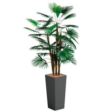 Rhapis Palm kunstplant, H185cm, Huis en Inrichting, Ophalen of Verzenden, Palm, 150 tot 200 cm