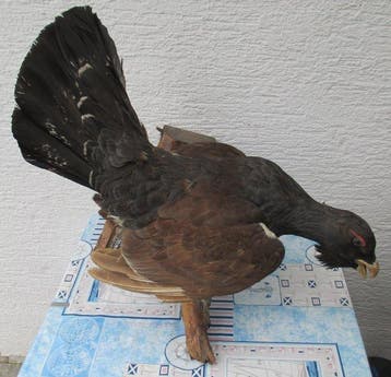 Auerhahn Taxidermie volledige montage - Tetrao urogallus -, Nieuw