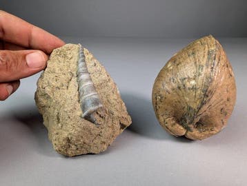 Fantastische fossiele slakkenhuizen - Gefossiliseerde schelp, Verzamelen