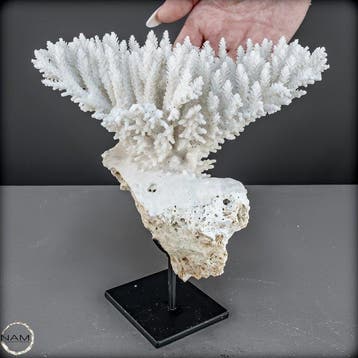 Natuurlijke Acropora latistella – Een maritiem kunstwerk op