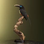 Bruinoorarassari Taxidermie Opgezette Dieren By Max, Verzamelen, Dierenverzamelingen, Ophalen of Verzenden, Nieuw, Vogel, Opgezet dier