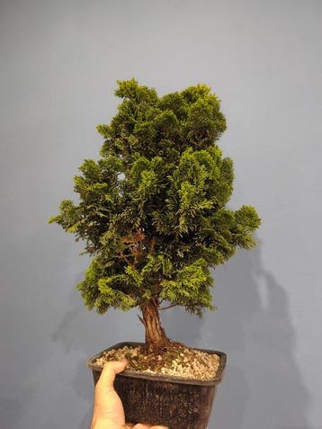 Hinoki cipres bonsai (Chamaecyparis obtusa) - Hoogte (boom):