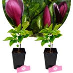 Magnolia liliiflora Nigra + Pot 11cm 2 pcs, Verzenden, Volle zon