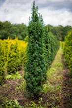 Taxus baccata Fastigiata Robusta 140-160, Ophalen, Conifeer, Struik, 100 tot 250 cm