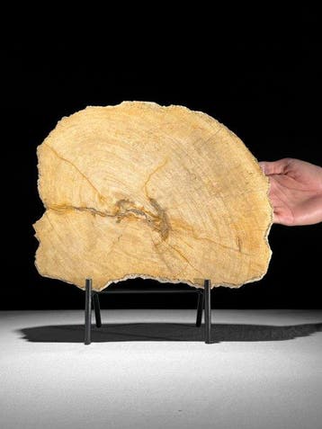 Prachtige plak versteend hout op een op maat gemaakte