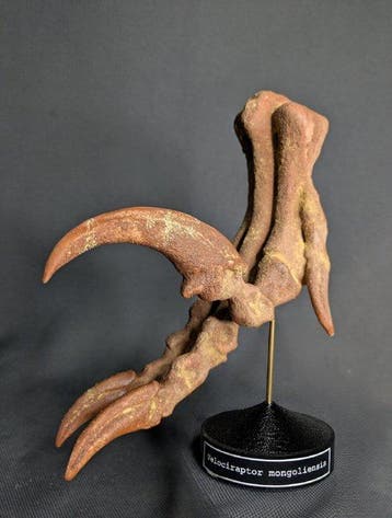 Velociraptorvoet met doodsklauw - museumkwaliteit replica -, Verzamelen