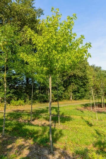 Liquidambar styraciflua Slender Silhouette hoogstam 16/18