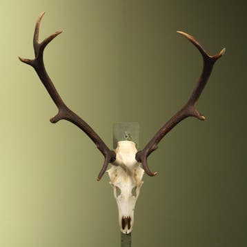 Edelhert Gewei Taxidermie Opgezette Dieren By Max, Verzamelen, Dierenverzamelingen, Ophalen of Verzenden, Nieuw, Wild dier, Opgezet dier