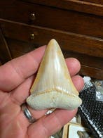 Haai - Fossiele tand - Carcharodon carcharias - 6.51 cm -, Verzamelen, Mineralen en Fossielen