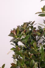 Hulst Heckenblau ®/Ilex meserveae Heckenblau 60t/m160cm, Ophalen of Verzenden, Overige soorten, Haag, 100 tot 250 cm